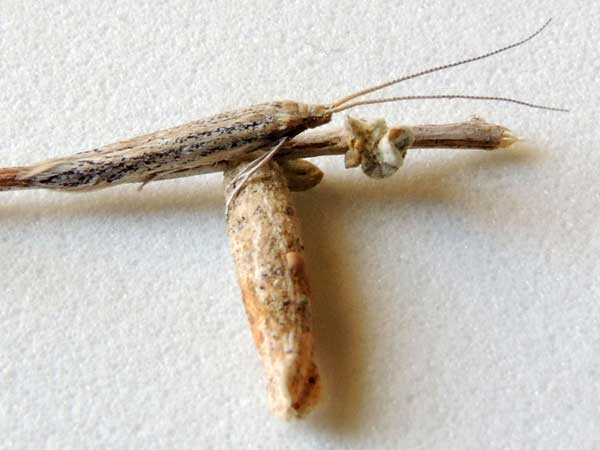 Saltbush Casebearer moth, Coleophora atriplicivora, photo © by Mike Plagens