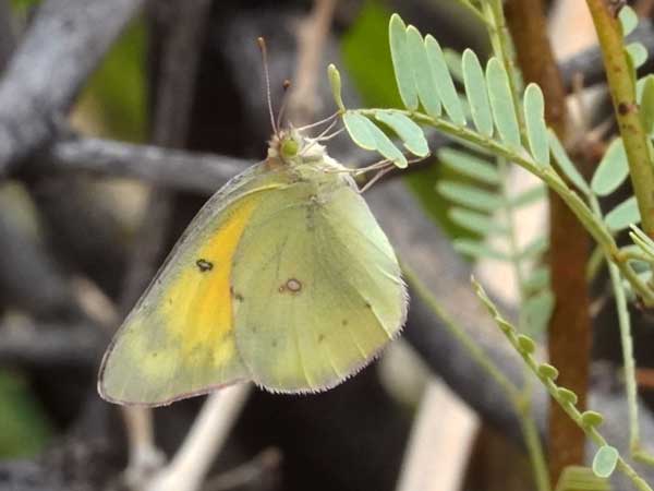 Photo of Colias eurytheme © by Michael Plagens