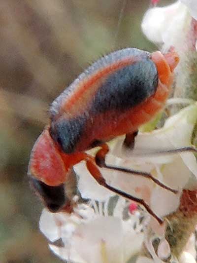 a Collops Beetle, C. vittatus, photo © by Mike Plagens