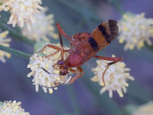 a red and black Ichneumonidae, Compsocryptus, photo © by Allan Ostling