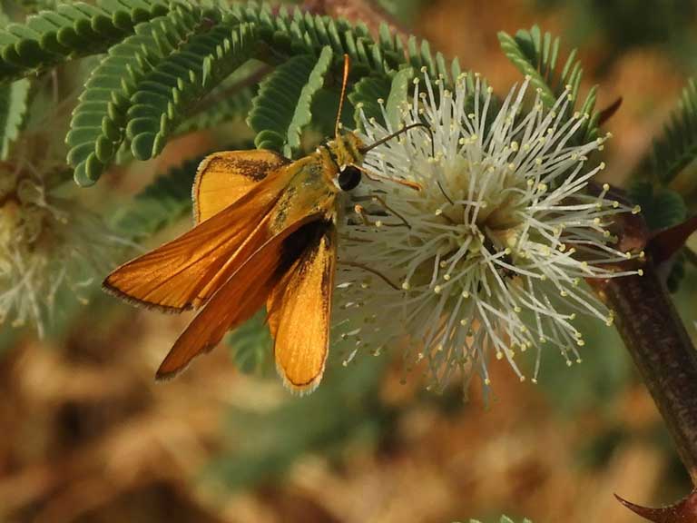 Photo Copaeodes aurantiacus © by Mike Plagens