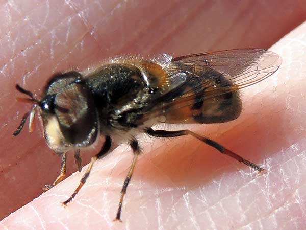 rat-tail fly, Copestylum marginatum,  photo © by Mike Plagens