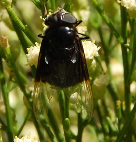 cactus fly, Copestylum mexicanum,  photo © by Mike Plagens