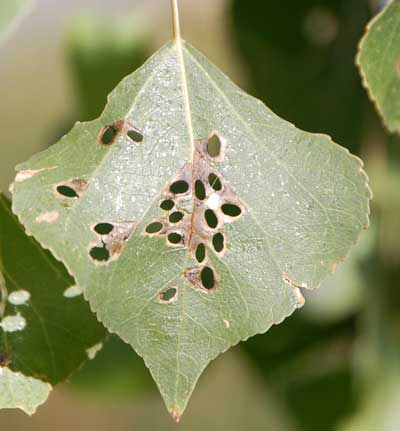 Fremont Cottonwood with holes made by Coptodisca leaf miners, photo © by Mike Plagens