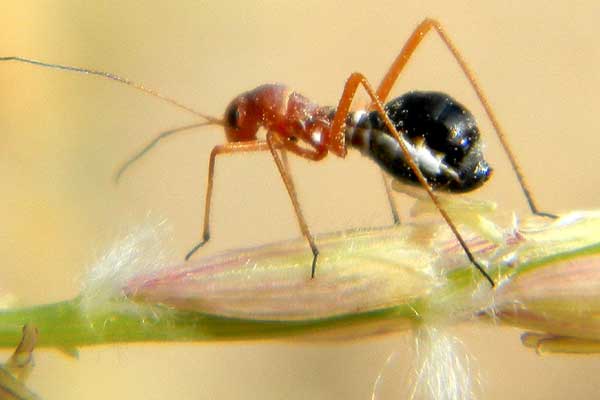 Coquillettia a plant bug mimic of Myrmecocystus ants, photo © by Mike Plagens