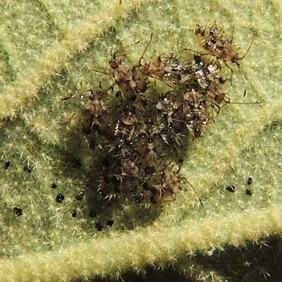 Lace Bugs, Corythucha, on Yellow Felt Plant, Horsfordia newberryi, stem and bark photo © by Michael J. Plagens