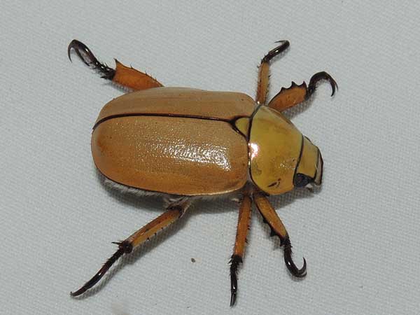 Cotalpa consobrina June beetle photo © by Mike Plagens