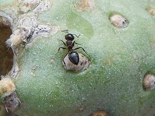 Crematogaster ants at willow aphids, photo © by Michael Plagens