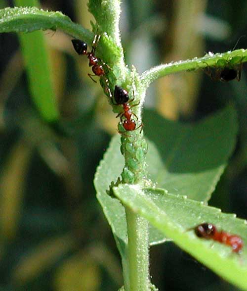 Crematogaster ants at willow aphids, photo © by Michael Plagens