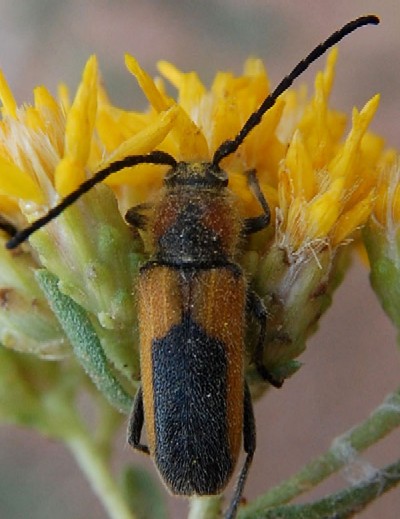 Crossidius pulchelus, Cerambycidae, photo © by Mike Plagens