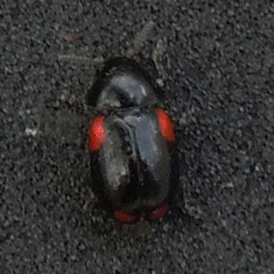 a black and red beetle, Cryptocephalus, photo © by Mike Plagens