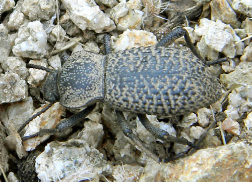 Desert Ironclad Beetle, Cryptoglossa variolosa, photo © by Mike Plagens