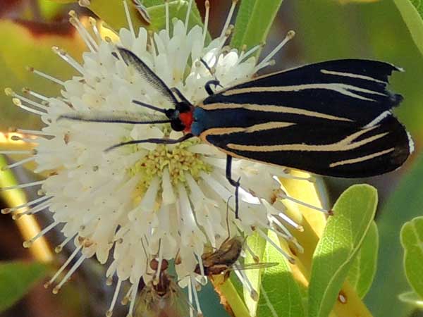 red and blue moth looks like wasp Ctenucha venosa in Sonoran Desert photo © by Mike Plagens
