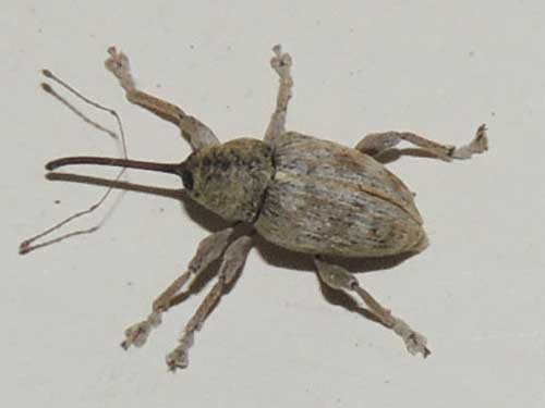Acorn Nut Weevil Beetle, Curculio, photo © by Mike Plagens
