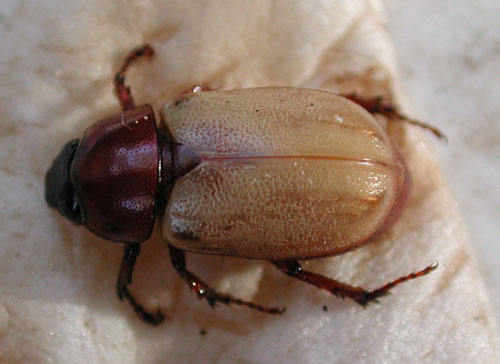 Masked Chafer, Cyclocephala melanocephala, Photo © by Mike Plagens