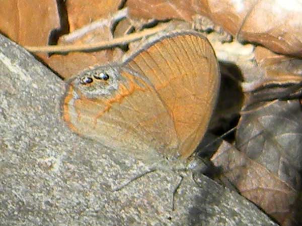 Nabokov's Satyr, Cyllopsis pyracmon, photo © by Mike Plagens