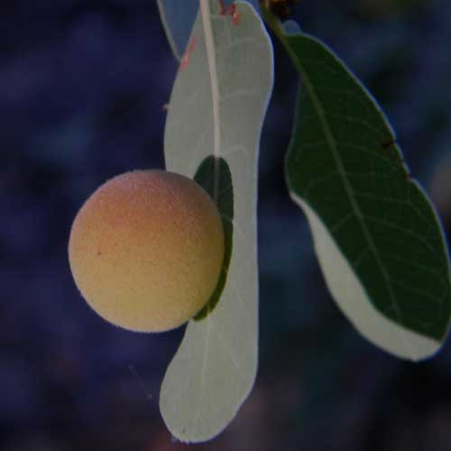 a cynipid gall on Mexican Blue Oak, Quercus oblongifolia, photo © by Michael Plagens