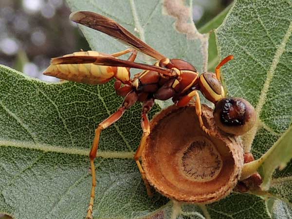 a Polistes wasp visits oak acorn cup gall (Callirhytis) from the Sta. Rita Mountains photo © by Mike Plagens