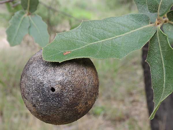 Gall by a Cynipidae on Quercus emoryi from the Sta. Rita Mountains photo © by Mike Plagens