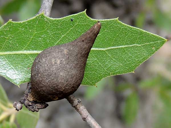 Stem Gall by a Cynipidae on Quercus emoryi from the Sta. Rita Mountains photo © by Mike Plagens