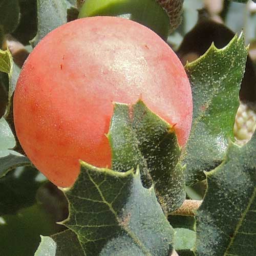 a cynipid gall on Scrub Live Oak, Quercus turbinella photo © by Michael Plagens