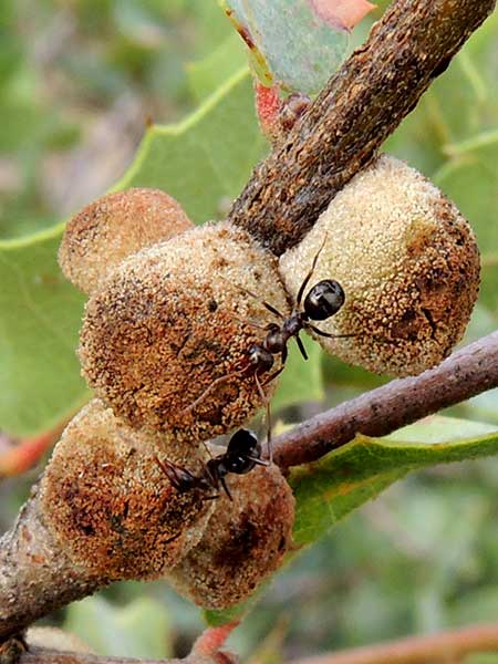 a cynipid honey dew gall on Scrub Live Oak, Quercus turbinella photo © by Michael Plagens