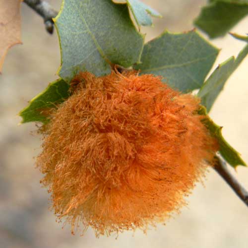 a cynipid gall on Scrub Live Oak, Quercus turbinella photo © by Michael Plagens