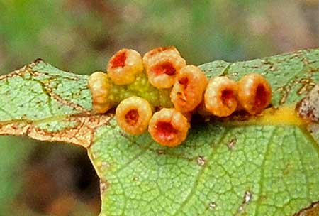 a urn-shaped cynipid gall on Scrub Live Oak, Quercus turbinella photo © by Michael Plagens