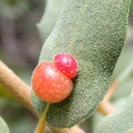 a pair of leaf mid-vein, spherical cynipid galls on Scrub Live Oak, Quercus turbinella photo © by Michael Plagens