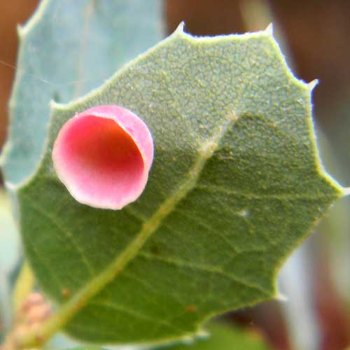 a cynipid gall on Scrub Live Oak, Quercus turbinella photo © by Michael Plagens