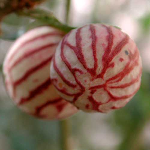 a cynipid gall on Scrub Live Oak, Quercus turbinella photo © by Michael Plagens