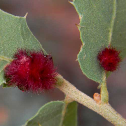 a cynipid gall on Scrub Live Oak, Quercus turbinella photo © by Michael Plagens