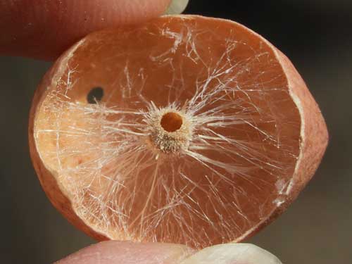 oak apple gall split open, cynipid gall on Scrub Live Oak, Quercus turbinella photo © by Michael Plagens