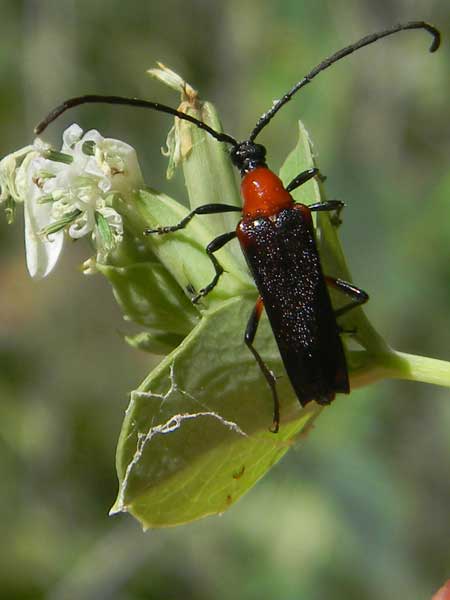 a vivid red and black flower longhorn, Cerambycidae, Cyphonotida rostrata, photo © by Mike Plagens