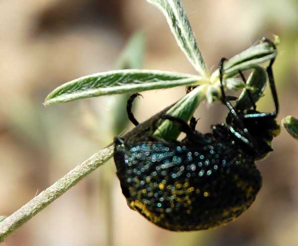 Inflated Spider Beetle, Cysteodemus armatus, photo by Michael Plagens