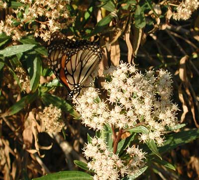 Danaus plexippus photo © Michael Plagens