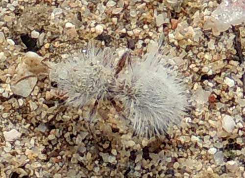 Thistle-down Velvet Ant, Dasymutilla gloriosa, photo © by Mike P{lagens