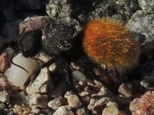 Magnificent Velvet Ant, Dasymutilla magnifica, photo © by Mike P{lagens