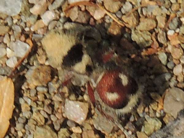 Velvet ant with fake decoy head, Dasymutilla sicheliana, Arizona photo © by Mike Plagens