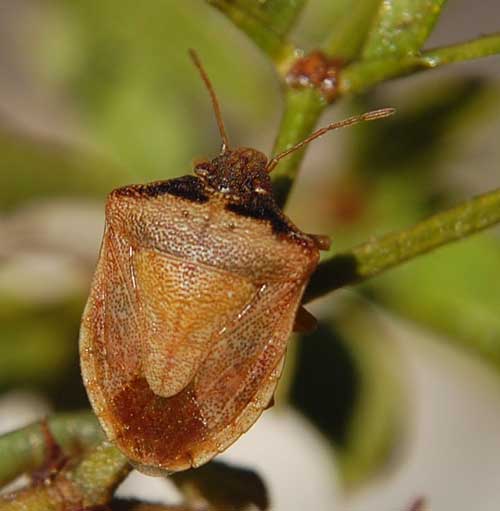 Dendrocoris contaminatus stinkbug photo © by Mike Plagens