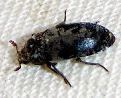 Dermestes caninus, a skin beetle, photo by Michael Plagens