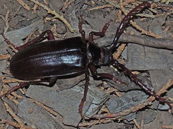 Root Borer, Derobrachus photo © by Mike Plagens