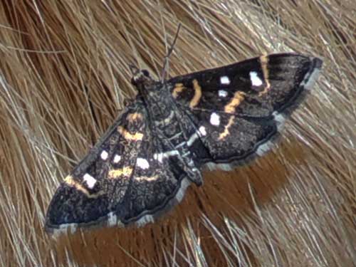 a Crambidae moth, Diathrausta, photo © by M. Plagens