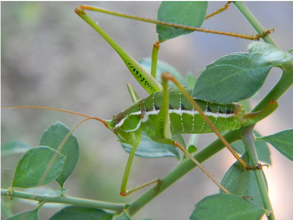 a green and white marked katydid, Dichopetala brevihastata, photo © by Mike Plagens