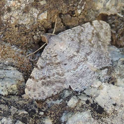 California Granite Moth, a Geometridae, Digrammia,  in Sonoran Desert photo © by Mike Plagens