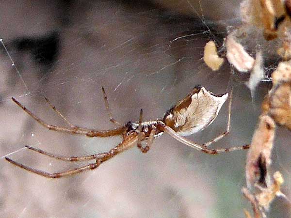 Cactus Sheet Web Spider, Diguetia albolineata, Arizona, photo © by Mike Plagens