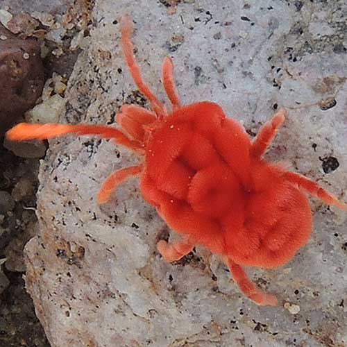 Dinothrombium, a large red velvet mite often seen after summer rains, photo © by Mike Plagens