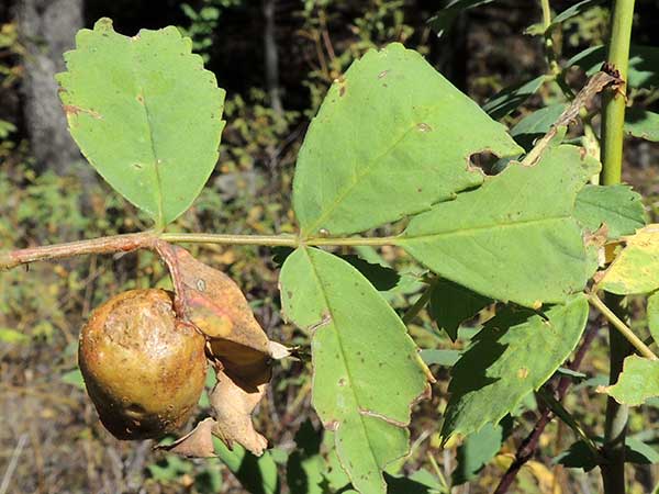 rose leaf gall wasp, Diplolepis, Arizona photo © by Mike Plagens