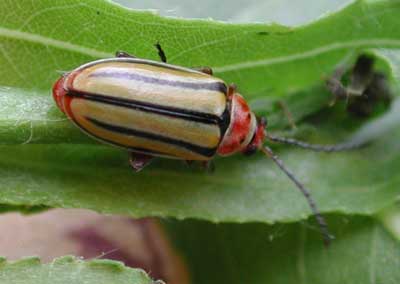 Disonycha alternata (Adult) photo © by Mike Plagens