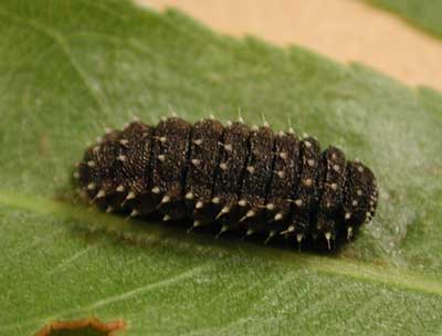 Disonycha alternata (larva) photo © by Mike Plagens